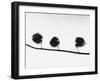 Twig-Panoramic Images-Framed Premium Photographic Print