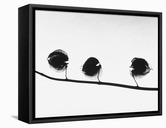 Twig-Panoramic Images-Framed Stretched Canvas