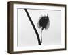 Twig-Panoramic Images-Framed Photographic Print