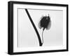 Twig-Panoramic Images-Framed Photographic Print