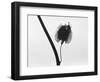 Twig-Panoramic Images-Framed Photographic Print