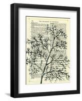 Twigs 1-Marion Mcconaghie-Framed Art Print