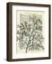 Twigs 1-Marion Mcconaghie-Framed Art Print