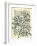 Twigs 1-Marion Mcconaghie-Framed Art Print