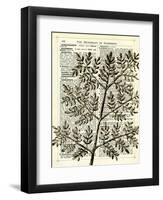 Twigs 2-Marion Mcconaghie-Framed Art Print