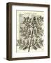Twigs 2-Marion Mcconaghie-Framed Art Print