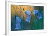 Twilight Blue-Peter Lilja-Framed Giclee Print