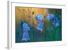 Twilight Blue-Peter Lilja-Framed Giclee Print