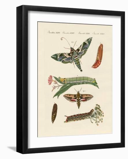 Twilight Butterfly-null-Framed Giclee Print