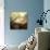 Twilight Hush-Irene Suchocki-Giclee Print displayed on a wall