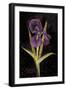 Twilight Iris-Maret Hensick-Framed Art Print