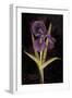 Twilight Iris-Maret Hensick-Framed Art Print