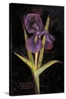 Twilight Iris-Maret Hensick-Stretched Canvas