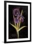Twilight Iris-Maret Hensick-Framed Art Print