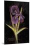 Twilight Iris-Maret Hensick-Mounted Art Print