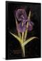 Twilight Iris-Maret Hensick-Framed Art Print