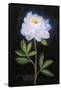 Twilight Peony-Maret Hensick-Framed Stretched Canvas