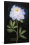 Twilight Peony-Maret Hensick-Stretched Canvas