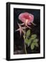 Twilight Rose-Maret Hensick-Framed Art Print