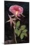 Twilight Rose-Maret Hensick-Mounted Art Print