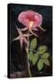 Twilight Rose-Maret Hensick-Stretched Canvas