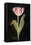 Twilight Tulip-Maret Hensick-Framed Stretched Canvas