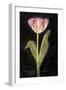 Twilight Tulip-Maret Hensick-Framed Art Print