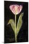 Twilight Tulip-Maret Hensick-Mounted Art Print