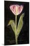 Twilight Tulip-Maret Hensick-Mounted Art Print