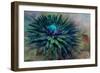 Twilight-Jacky Parker-Framed Giclee Print