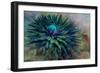 Twilight-Jacky Parker-Framed Giclee Print