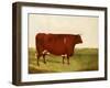 "Twin Beast," a Shorthorn / Devon Cross Bull in a Meadow, a Village Beyond-G. Sinclair-Framed Giclee Print