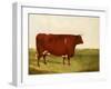 "Twin Beast," a Shorthorn / Devon Cross Bull in a Meadow, a Village Beyond-G. Sinclair-Framed Giclee Print