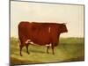 "Twin Beast," a Shorthorn / Devon Cross Bull in a Meadow, a Village Beyond-G. Sinclair-Mounted Giclee Print