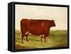 "Twin Beast," a Shorthorn / Devon Cross Bull in a Meadow, a Village Beyond-G. Sinclair-Framed Stretched Canvas