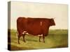 "Twin Beast," a Shorthorn / Devon Cross Bull in a Meadow, a Village Beyond-G. Sinclair-Stretched Canvas