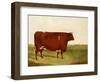 "Twin Beast," a Shorthorn / Devon Cross Bull in a Meadow, a Village Beyond-G. Sinclair-Framed Giclee Print