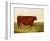 "Twin Beast," a Shorthorn / Devon Cross Bull in a Meadow, a Village Beyond-G. Sinclair-Framed Giclee Print