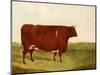 "Twin Beast," a Shorthorn / Devon Cross Bull in a Meadow, a Village Beyond-G. Sinclair-Mounted Giclee Print