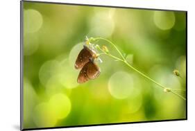 Twin Butterfly.-Marco Carmassi-Mounted Photographic Print