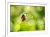 Twin Butterfly.-Marco Carmassi-Framed Photographic Print