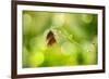 Twin Butterfly.-Marco Carmassi-Framed Photographic Print