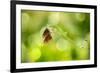 Twin Butterfly.-Marco Carmassi-Framed Photographic Print