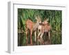 Twin Fawns Nuzzling Each Other in a Pond Surrounded by Reeds at a Local Wildlife Sanctuary Park-Annette Shaff-Framed Photographic Print