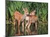 Twin Fawns Nuzzling Each Other in a Pond Surrounded by Reeds at a Local Wildlife Sanctuary Park-Annette Shaff-Mounted Photographic Print