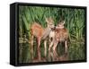 Twin Fawns Nuzzling Each Other in a Pond Surrounded by Reeds at a Local Wildlife Sanctuary Park-Annette Shaff-Framed Stretched Canvas