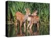 Twin Fawns Nuzzling Each Other in a Pond Surrounded by Reeds at a Local Wildlife Sanctuary Park-Annette Shaff-Stretched Canvas