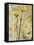 Twin Gold-Jodi Maas-Framed Stretched Canvas