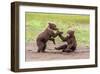 Twin Grizzly Bear Cubs Playing, Katmai National Park, Alaska-Frank Zurey-Framed Giclee Print