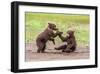 Twin Grizzly Bear Cubs Playing, Katmai National Park, Alaska-Frank Zurey-Framed Giclee Print